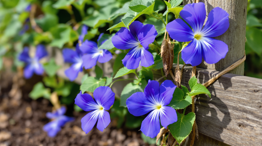 Blue Tea Plant: Expert Guide to Growing Your Own Butterfly Pea Flowers